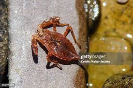 Attēlu rezultāti vaicājumam “Nepa cinerea imago”