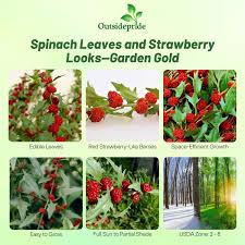 Attēlu rezultāti vaicājumam “Chenopodium foliosum fruit”