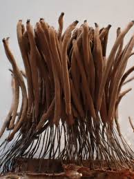 Attēlu rezultāti vaicājumam “Stemonaria irregularis young”