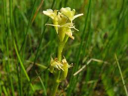 Attēlu rezultāti vaicājumam “Liparis loeselii leaf”