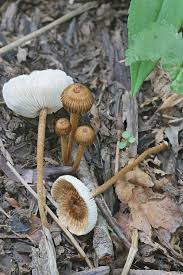 Attēlu rezultāti vaicājumam “Collybia sp.”