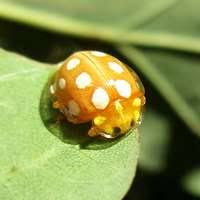 Attēlu rezultāti vaicājumam “Halyzia sedecimguttata”