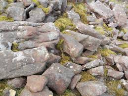 Attēlu rezultāti vaicājumam “Hypnum jutlandicum”