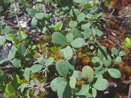 Attēlu rezultāti vaicājumam “Vaccinium uliginosum bud”