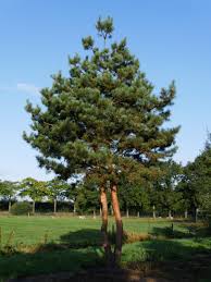 Attēlu rezultāti vaicājumam “Pinus sylvestris”
