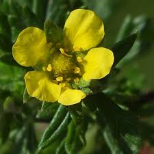 Image result for Potentilla argentea