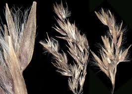 Attēlu rezultāti vaicājumam “Calamagrostis canescens”