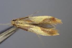 Attēlu rezultāti vaicājumam “Caloptilia alchimiella”