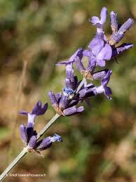 Attēlu rezultāti vaicājumam “Lavandula angustifolia flower”