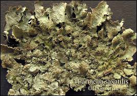 Attēlu rezultāti vaicājumam “Parmelia serrana”