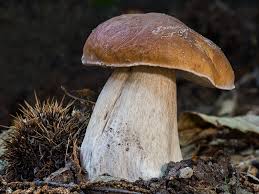 Attēlu rezultāti vaicājumam “Boletus edulis”