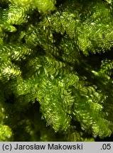 Attēlu rezultāti vaicājumam “Neckera crispa”