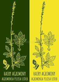 Attēlu rezultāti vaicājumam “Agrimonia pilosa leaf”