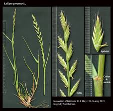 Attēlu rezultāti vaicājumam “Lolium perenne”