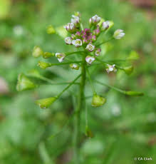 Attēlu rezultāti vaicājumam “Capsella bursa-pastoris bud”