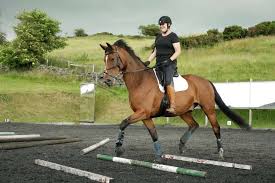 Image result for East Flegg Riding Club