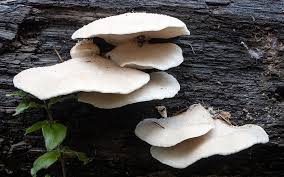 Attēlu rezultāti vaicājumam “Tyromyces chioneus”