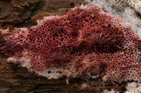 Attēlu rezultāti vaicājumam “Ceriporia purpurea”