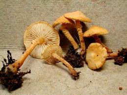 Attēlu rezultāti vaicājumam “Cystoderma amianthinum”