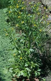 Attēlu rezultāti vaicājumam “Ranunculus sceleratus”