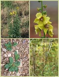 Image result for Verbascum blattaria