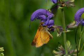 Attēlu rezultāti vaicājumam “Ochlodes sylvanus underside”
