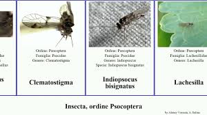Attēlu rezultāti vaicājumam “Psococerastis gibbosa”