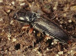 Attēlu rezultāti vaicājumam “Cardiophorus ruficollis”