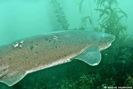 Image result for Notorynchus cepedianus