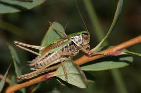 Attēlu rezultāti vaicājumam “Metrioptera brachyptera”