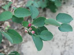 Attēlu rezultāti vaicājumam “Amelanchier spicata fruit”