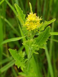 Attēlu rezultāti vaicājumam “Rorippa palustris flower”