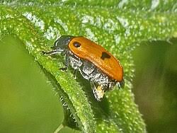 Attēlu rezultāti vaicājumam “Clytra quadripunctata”