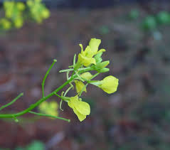 Attēlu rezultāti vaicājumam “Sinapis arvensis flower”