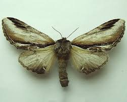 Attēlu rezultāti vaicājumam “Pheosia gnoma”