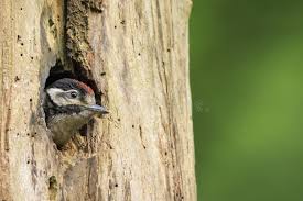 Attēlu rezultāti vaicājumam “Dendrocopos major juvenile”
