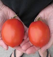 Afbeeldingsresultaat voor amish paste tomato