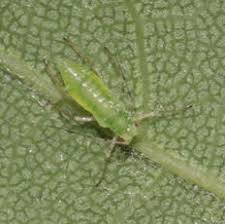 Attēlu rezultāti vaicājumam “Drepanosiphum platanoidis”