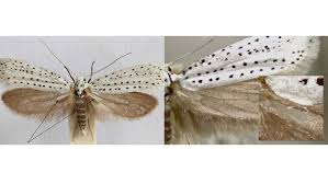 Attēlu rezultāti vaicājumam “Yponomeuta evonymella”