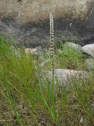 Attēlu rezultāti vaicājumam “Juncaginaceae”