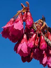 Image result for 緋寒桜