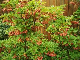 Attēlu rezultāti vaicājumam “Enkianthus campanulatus”