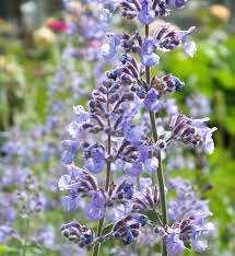 Attēlu rezultāti vaicājumam “Nepeta x faassenii flower”