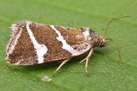 Attēlu rezultāti vaicājumam “Deltote bankiana”