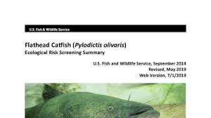 Image result for Pylodictis olivaris