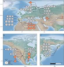 Attēlu rezultāti vaicājumam “Badhamia affinis spores”