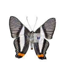 Attēlu rezultāti vaicājumam “Riodinidae”