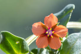 Attēlu rezultāti vaicājumam “Anagallis arvensis flower”