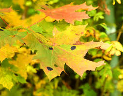 Attēlu rezultāti vaicājumam “Rhytisma acerinum”