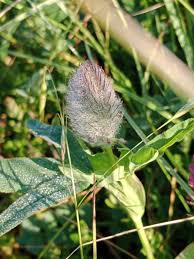 Attēlu rezultāti vaicājumam “Collaria rubens”